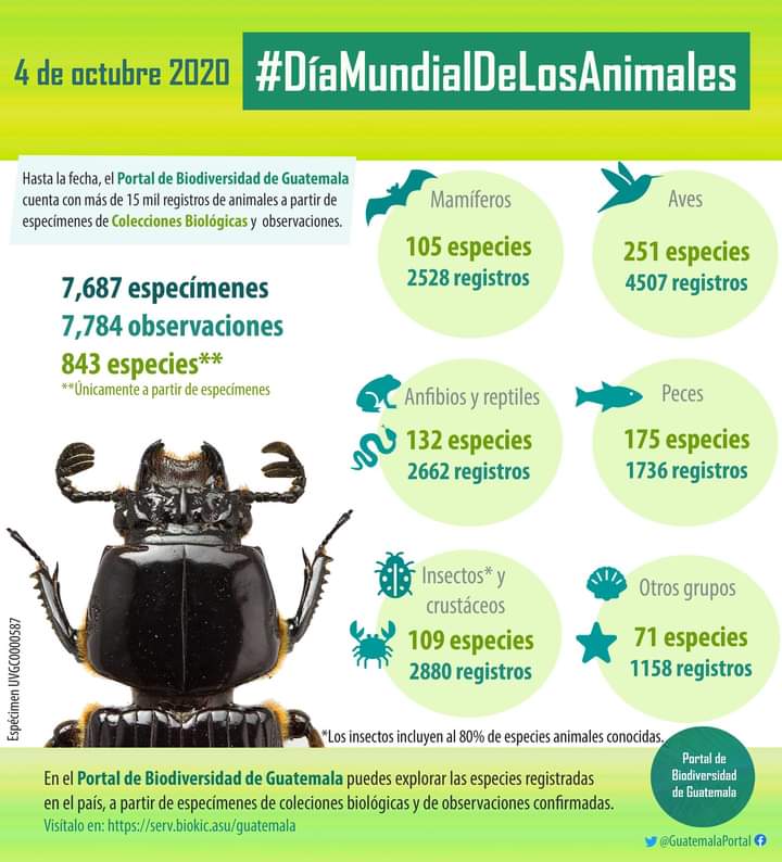 GuatemalaPortal's tweet photo. ¡Hoy se celebra el #DiaMundialDeLosAnimales! 🌎🐞🦎🦜🦇🦋. En el #PortalDeBiodiversidadGt ya pueden explorar más de 15 mil registros de especímenes y de observaciones de la #Fauna de #Guatemala, incluyendo el hermoso #Passalidae en la publicación 💚. 
➡️https://t.co/5JYlGvxuUw https://t.co/QL4QFr4BYC