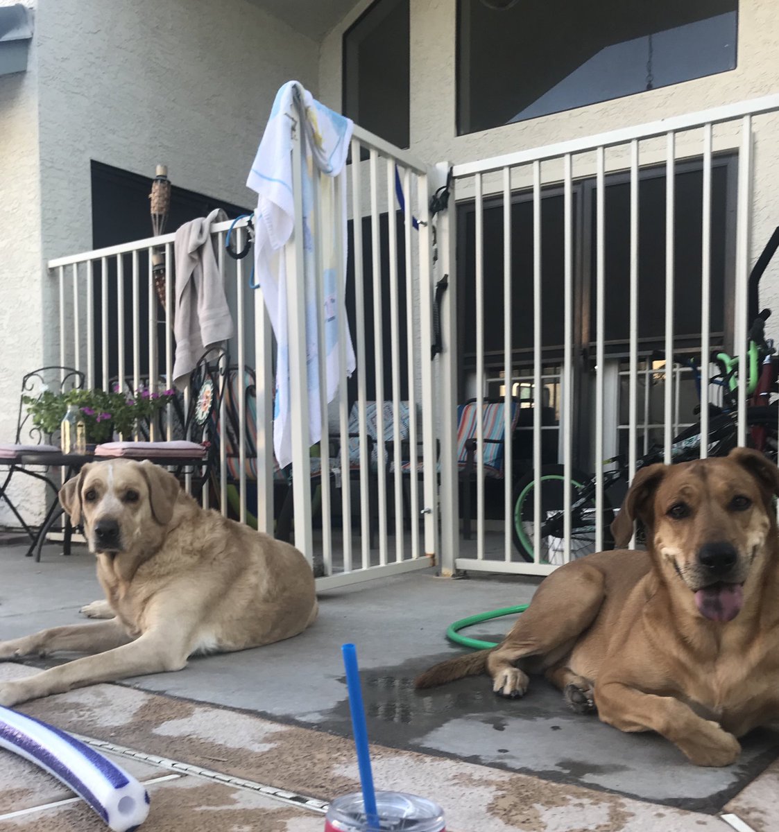 almaderdouglas's tweet photo. Fur babies❤️ https://t.co/c8VO1MOH74