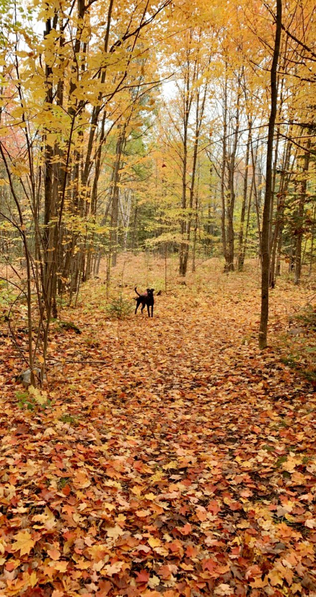 nothin’ compares to the autumn views! #ontario
