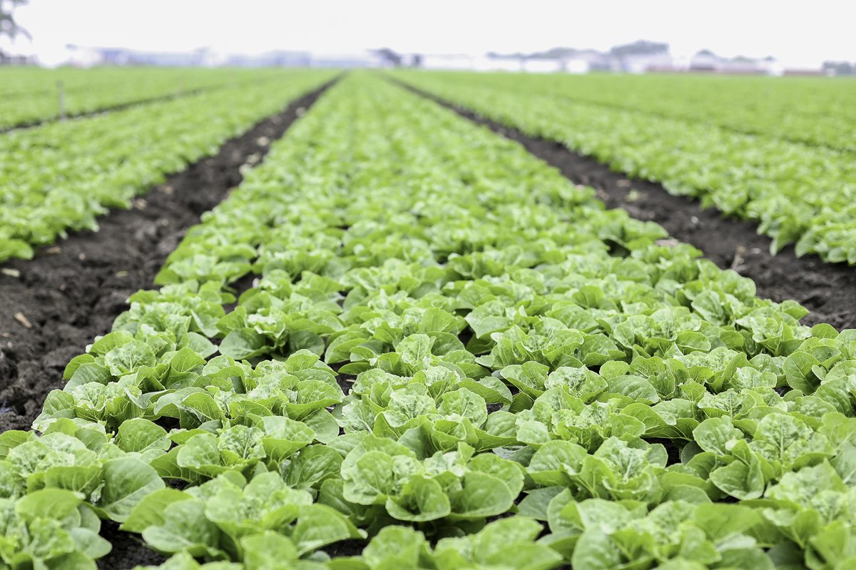 Be the first to know about the latest news and nutritional information about #lettuce. Sign up for the Lettuce Info Newsletter here: bit.ly/30iyUKi <a href="/Fruits_Veggies/">Fruits & Veggies - Have A Plant</a> <a href="/ChefJessRD/">Jessica Foust</a>