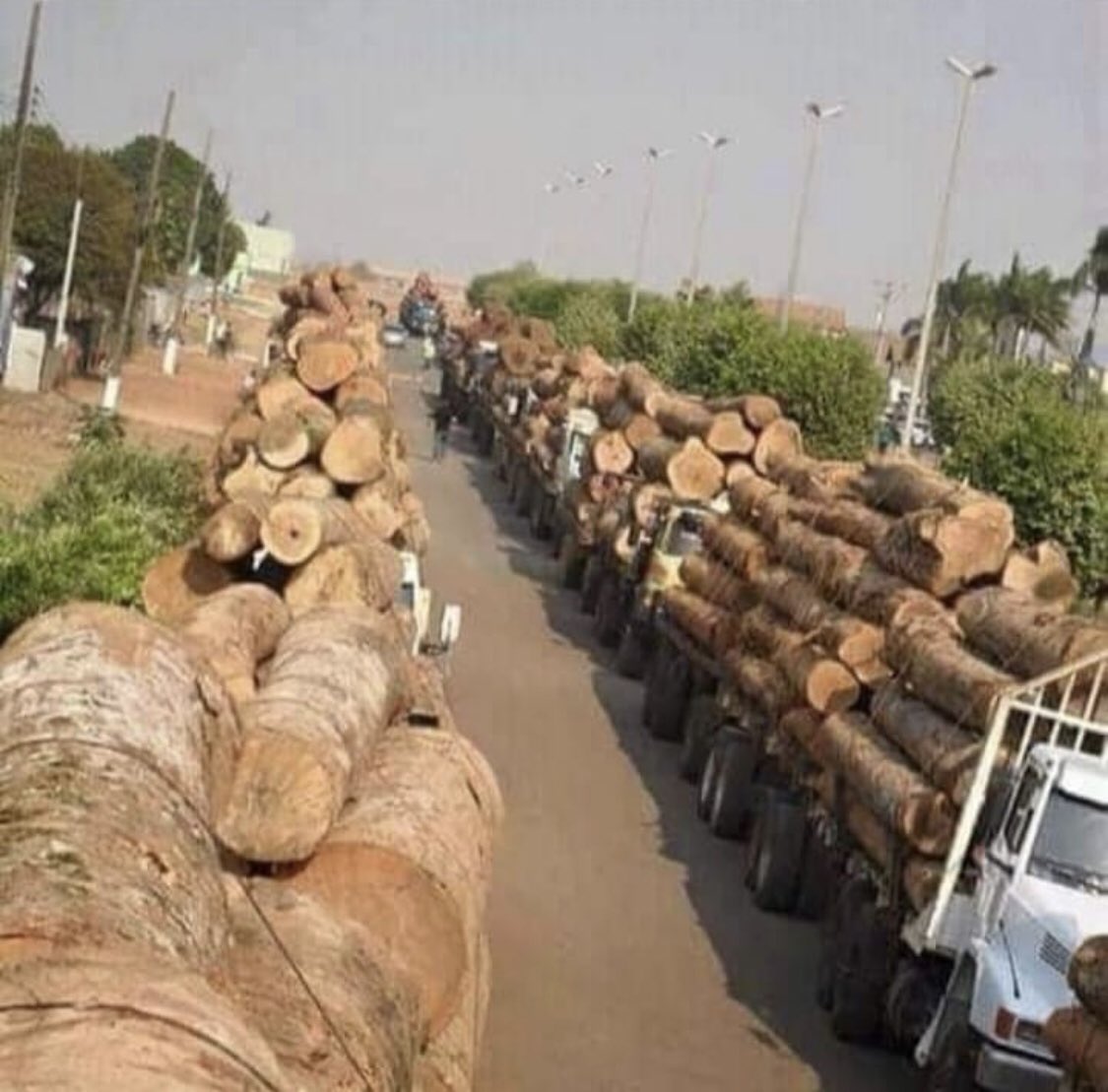 MBColunista's tweet image. Manada de girafas da Amazônia sendo impedidas de seguir para o exterior.

#FechadoComBolsonaroAte2026