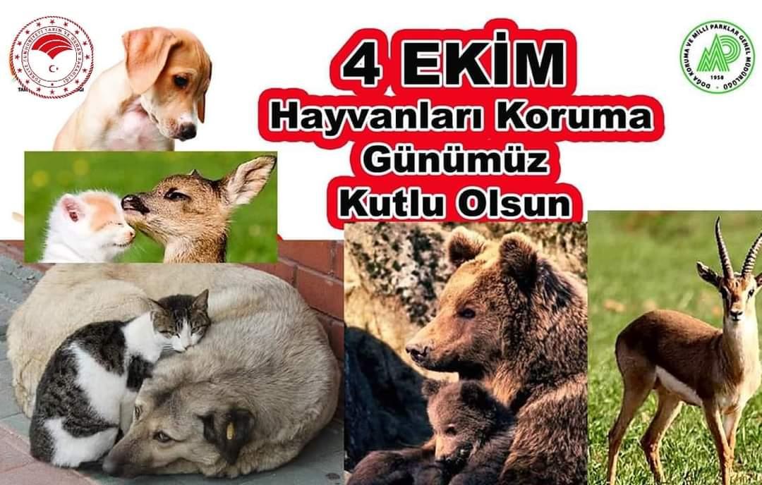 Aynı dünyayı paylaştığımız dostlarımıza karşı sorumluluklarımızı unutmayalım. Yaşamak bizim olduğu kadar onların da hakkı.🐈 🐶 🐾