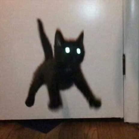 Happy Spooktober! Here’s a useless thread of black cats with Changkyun energy