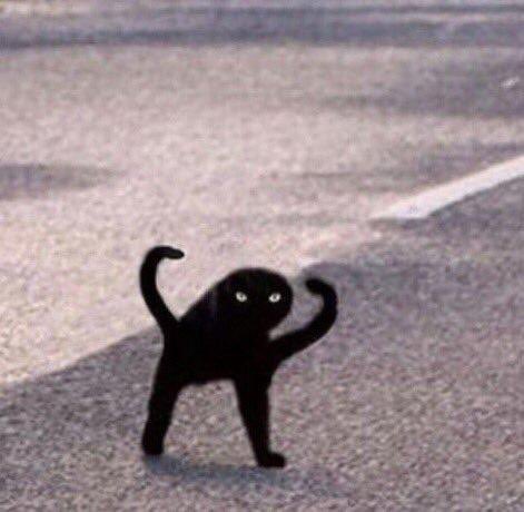 Happy Spooktober! Here’s a useless thread of black cats with Changkyun energy