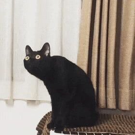 Happy Spooktober! Here’s a useless thread of black cats with Changkyun energy