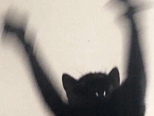 Happy Spooktober! Here’s a useless thread of black cats with Changkyun energy