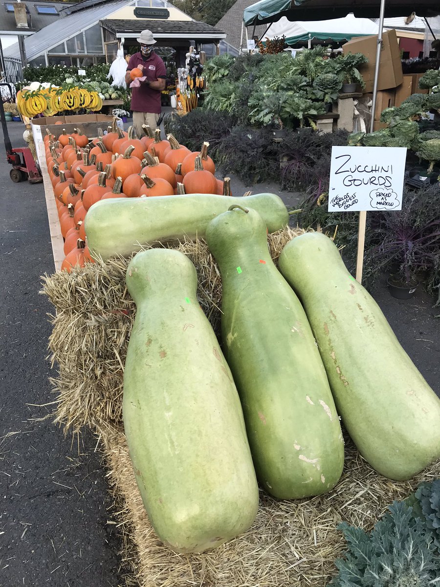 erwinchuk's tweet photo. Wilson Farm for cider donuts and gourds! @wilsonfarm #boston #farm #lexingtonma #bostoneats #bostonfood #donuts #ciderdonuts #gourds #pumpkins #harvest #shopsmall #shoplocal #supportsmallbusiness #wilsonfarm #newengland #fallvibes #harvestseason https://t.co/1WnmI9Kura