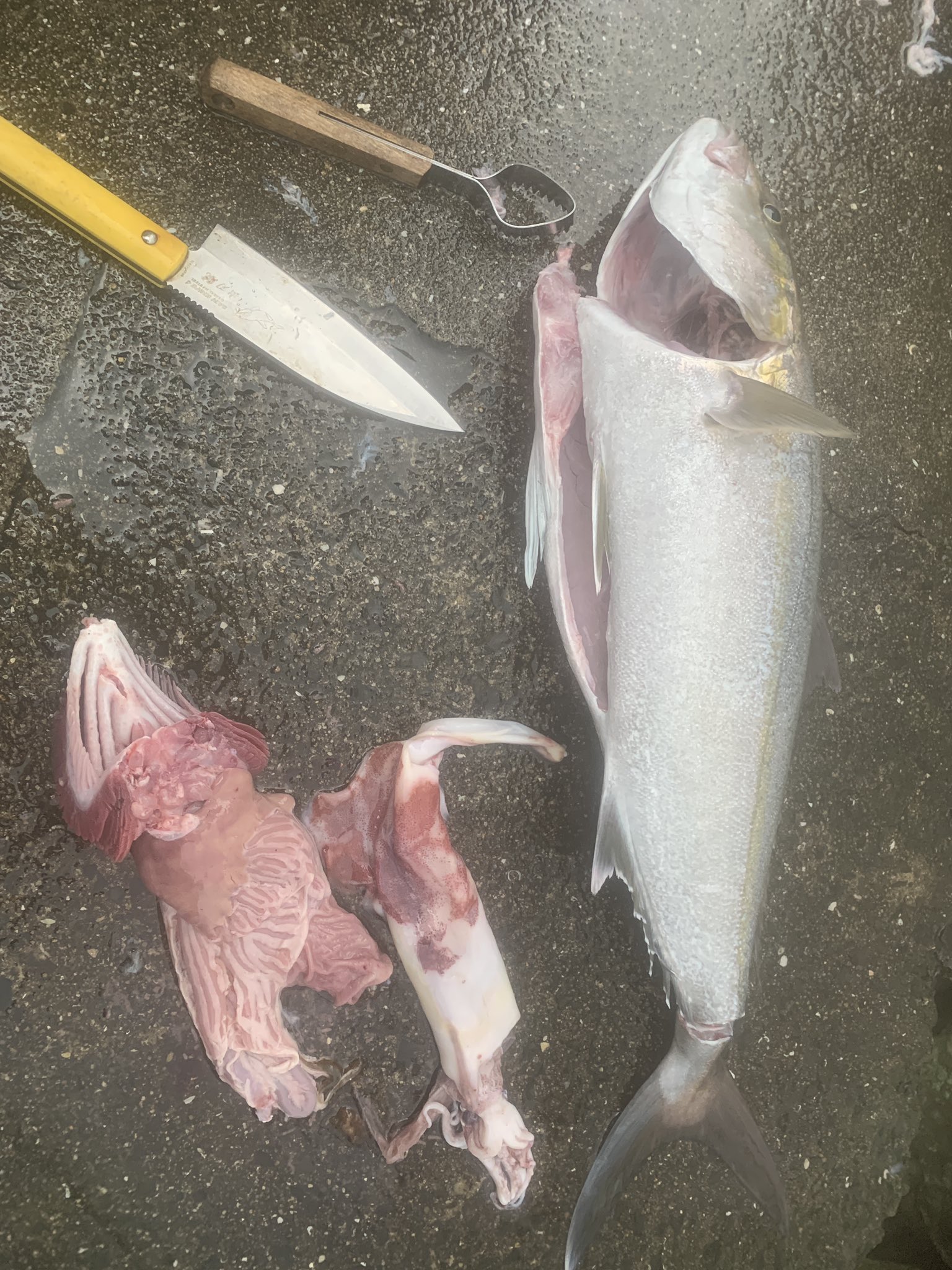 それいけ大志丸 カンパチ1匹食べようと思って 解体 パンパンの胃袋には剣先イカ 何日熟成しょうかな 釣り Fishing 魚 船釣り 遊漁船 長崎県 五島列島 五島 福江島 移住 島暮し 離島 ジギング スロージギング キャスティング