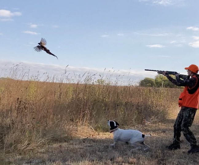 DD4consulting's tweet photo. Youth pheasant hunting weekend thanks to the ND Game and Fish Department. We will eat well tomorrow night because the dog performed great and my sons put on some good shooting. #dadsons #browning #englishpointer #uplandhunting #birddog #gundog #food https://t.co/Cr86ajZt0z