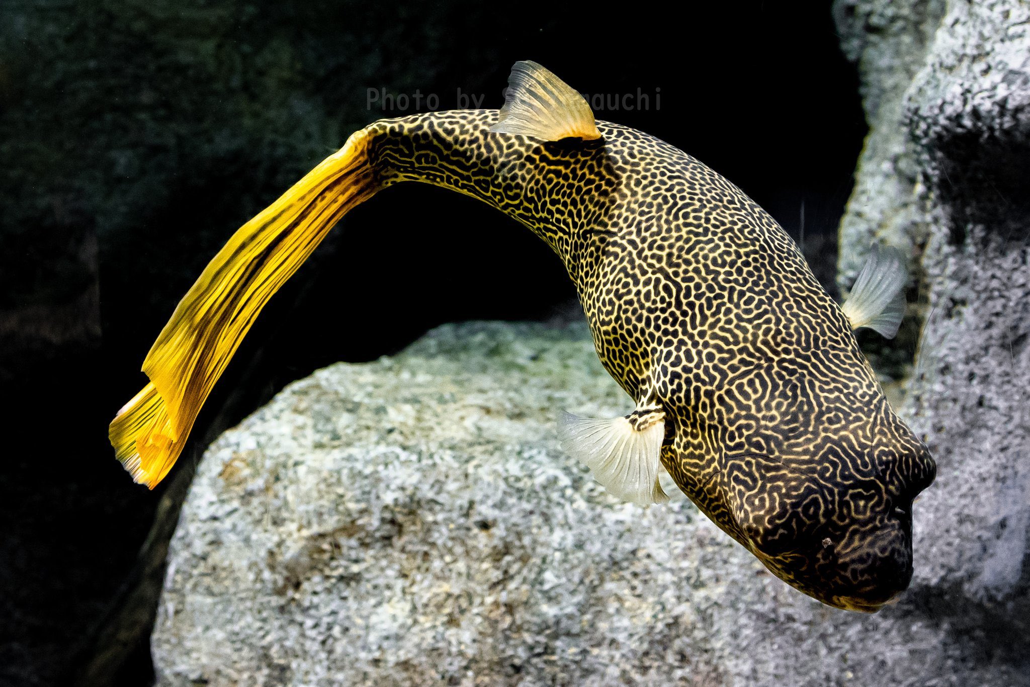 山内 創 テトラオドン ムブ アフリカに生息する世界最大の淡水フグ T Co Dy2iegkizn Twitter