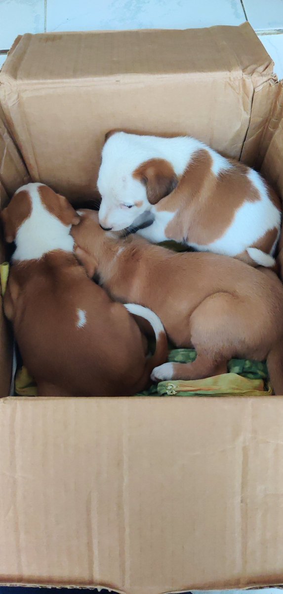 livetime_fe's tweet photo. #chennai Just rescued 3 BEAUTIFUL indie puppies who are 40 days old approximately. We need homes for these babies ASAP. If you would like to adopt them PLEASE DM. Else please RT and amplify this tweet. https://t.co/2JUYGUS2Jp