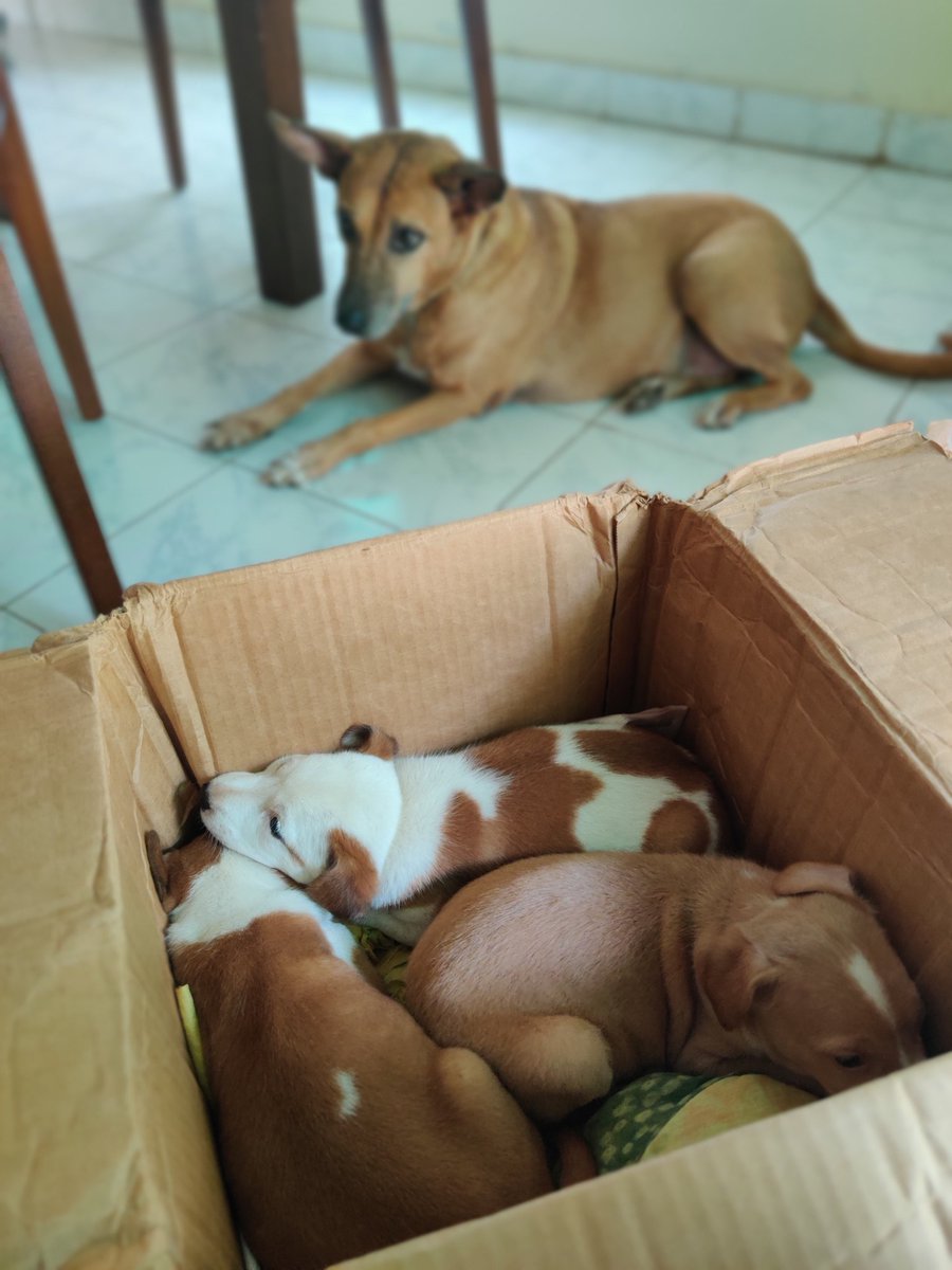 livetime_fe's tweet photo. #chennai Just rescued 3 BEAUTIFUL indie puppies who are 40 days old approximately. We need homes for these babies ASAP. If you would like to adopt them PLEASE DM. Else please RT and amplify this tweet. https://t.co/2JUYGUS2Jp