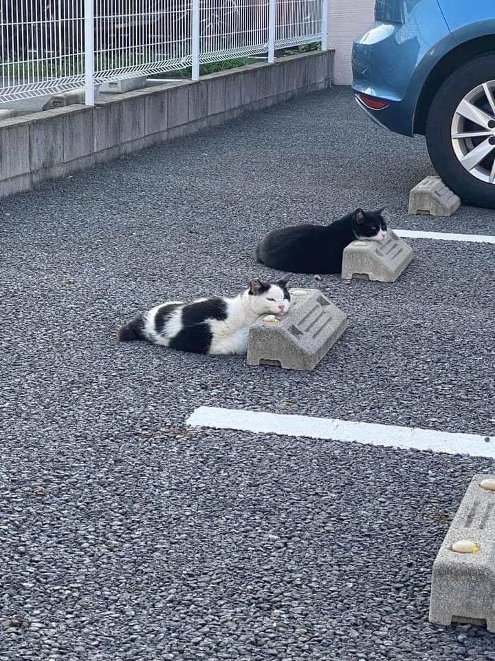 who parked their cats?