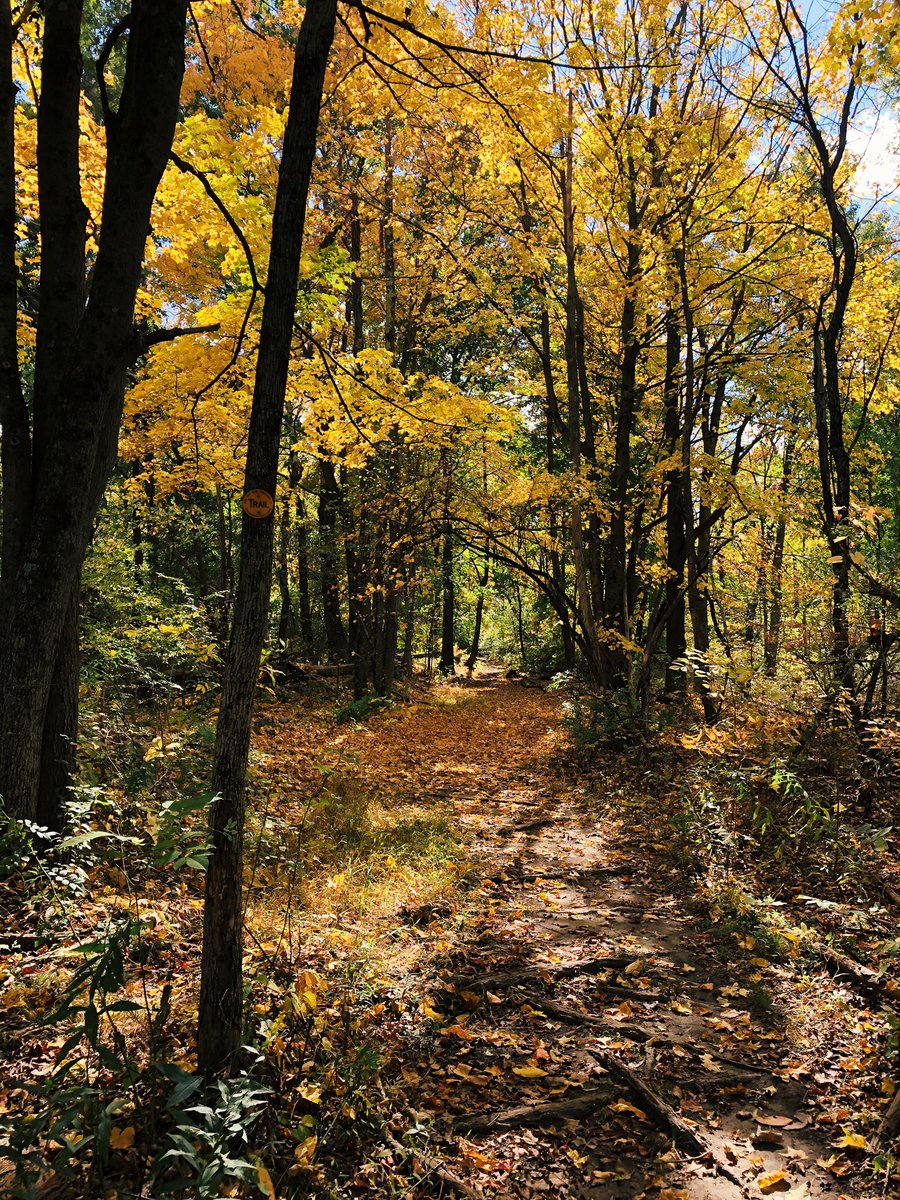 tifsanch's tweet photo. @TheHudsonValley Seeing fall colors in Stewart State Forest 💛 https://t.co/0kj7mIvpRp