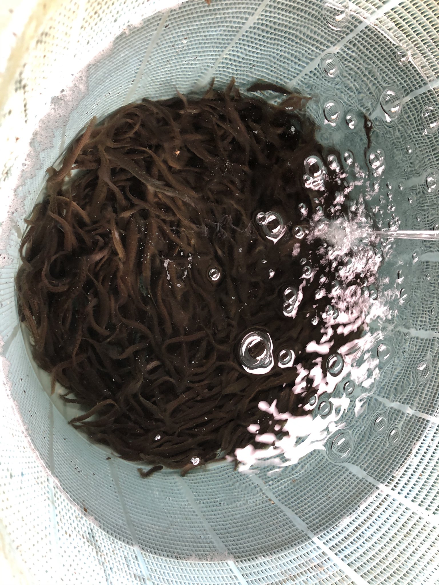 تويتر 川魚 郷土旬菜うおとし على تويتر 半年間ほぼ入荷の無かった 天然物のどじょう 人前程 本日久しぶりに入荷してまいりました N どじょうの爆弾揚げ にて本日から 販売再開させていただきます どじょう どぜう どじょう料理 うおとし 群馬