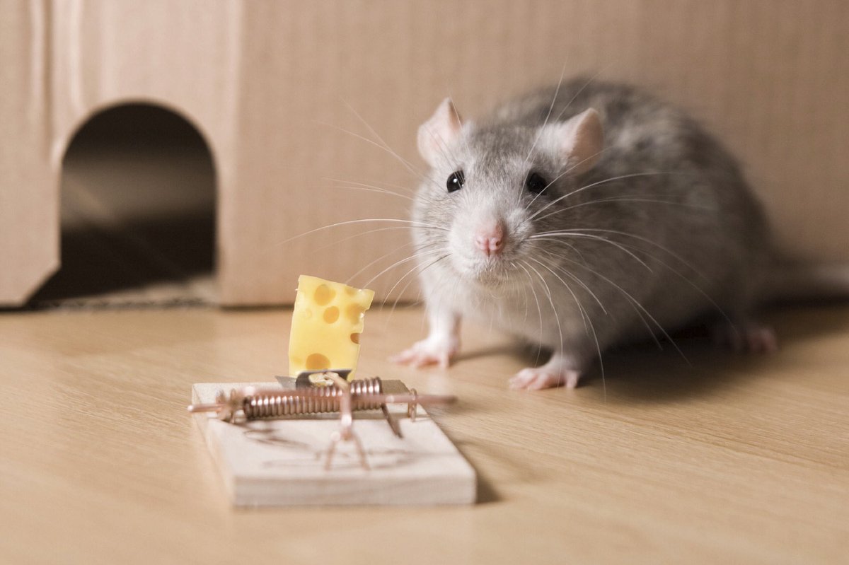 Mice die in mousetraps because they do not understand why the cheese is “free”. The same thing happens with socialism.