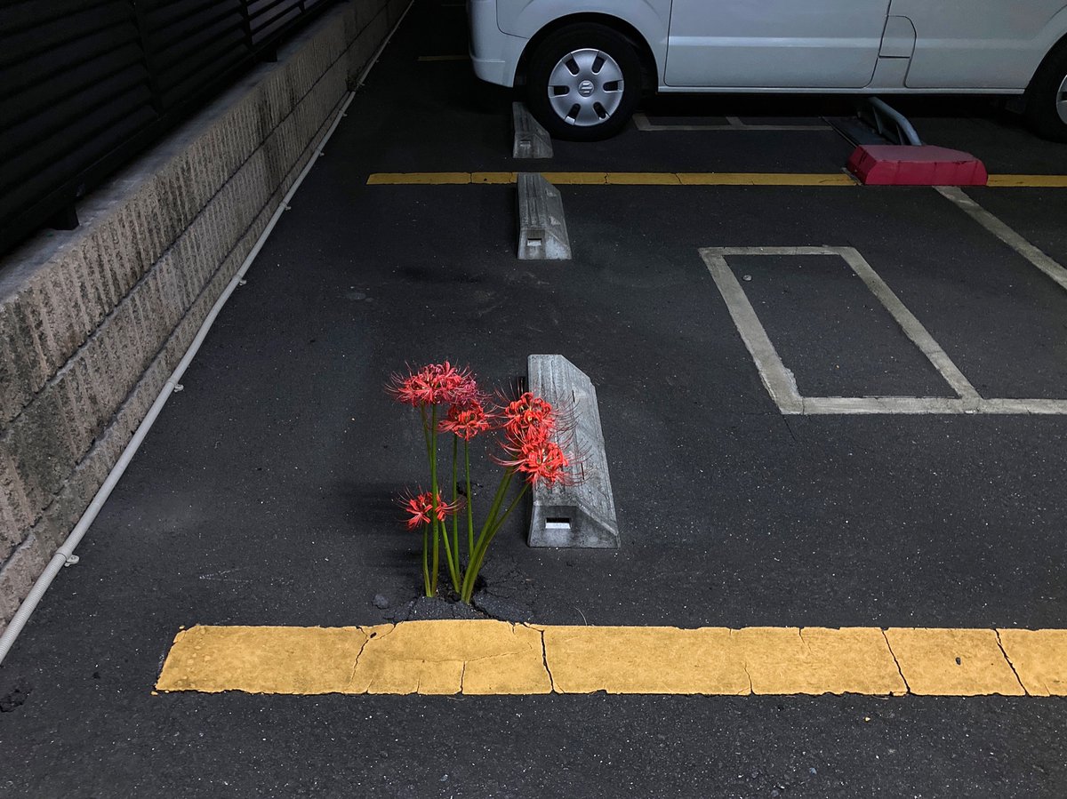 アスファルトを裂いてコインパーキングに彼岸花が咲いてた 狂気芽生えて好き 死を思わせる花なのに生きる気力が満ち満ちｗ Togetter