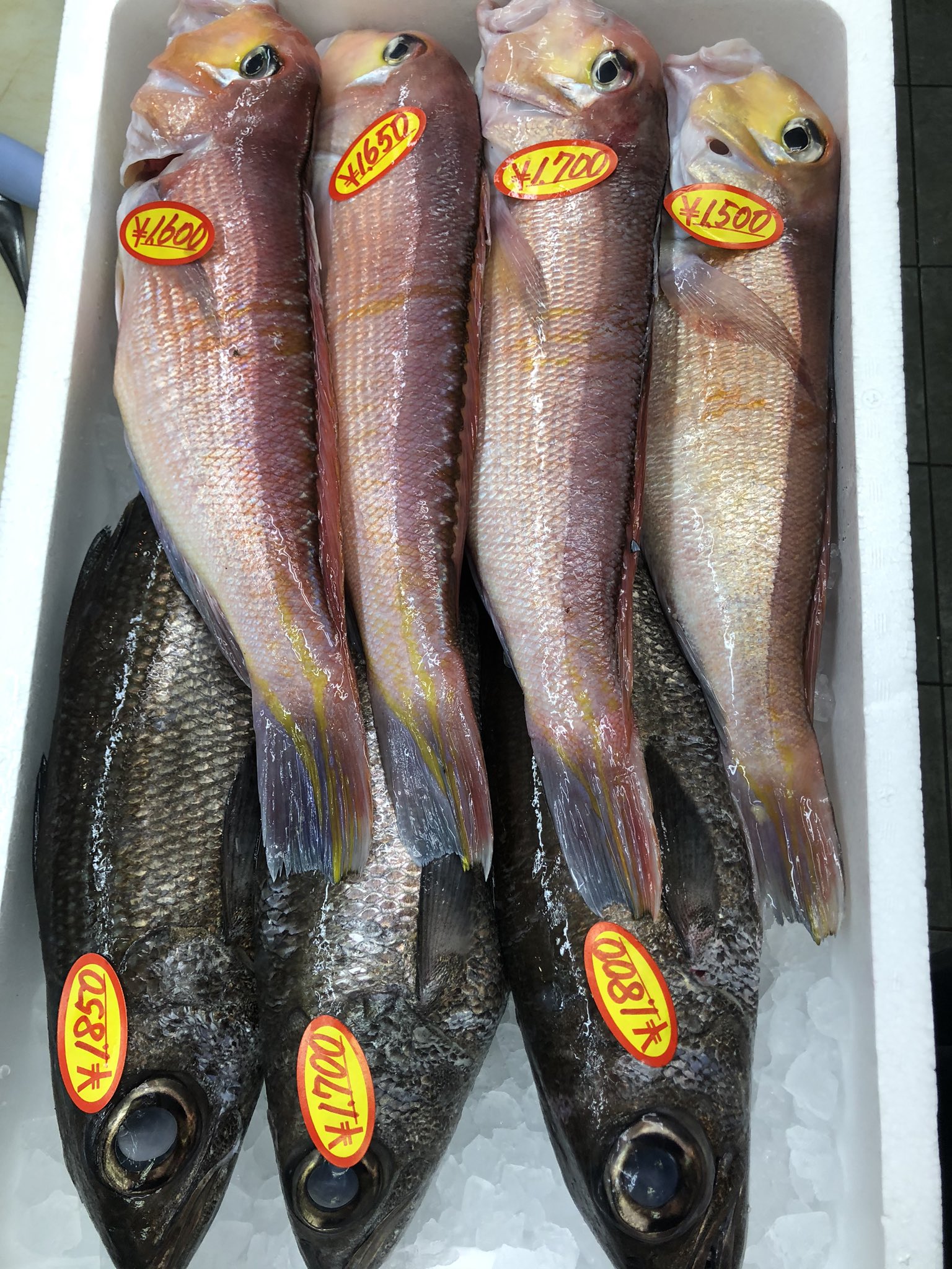 森田釣竿 アマダイと黒ムツの値段 丸渡し金額