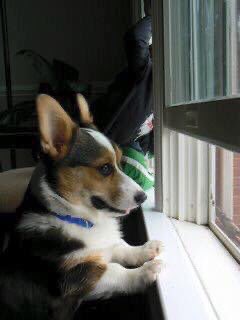 Bobby the Corgi and Emma tweet media