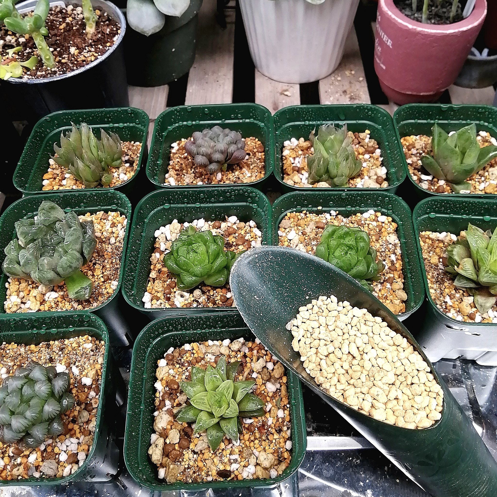 ぶたのおしごと 備長炭 ゼオライト 多肉植物の土 最上部に赤玉土 焼成は売ってなかったので 硬質赤玉土小粒を買ってきた 取れてしまった小さな株は最上部を挿し芽用土に変えて一鉢に植えた この土入れ 大小2個組でdaisoに売ってた 細い移植ゴテ ぶたのおしごと 備長炭 ゼオライト 多肉植物の土 最上部に赤玉土 焼成は売ってなかったので 硬質赤玉土小粒を買ってきた 取れてしまった小さな株は最上部を挿し芽用土に変えて一鉢に植えた この土入れ 大小2個組でdaisoに売ってた 細い移植ゴテ