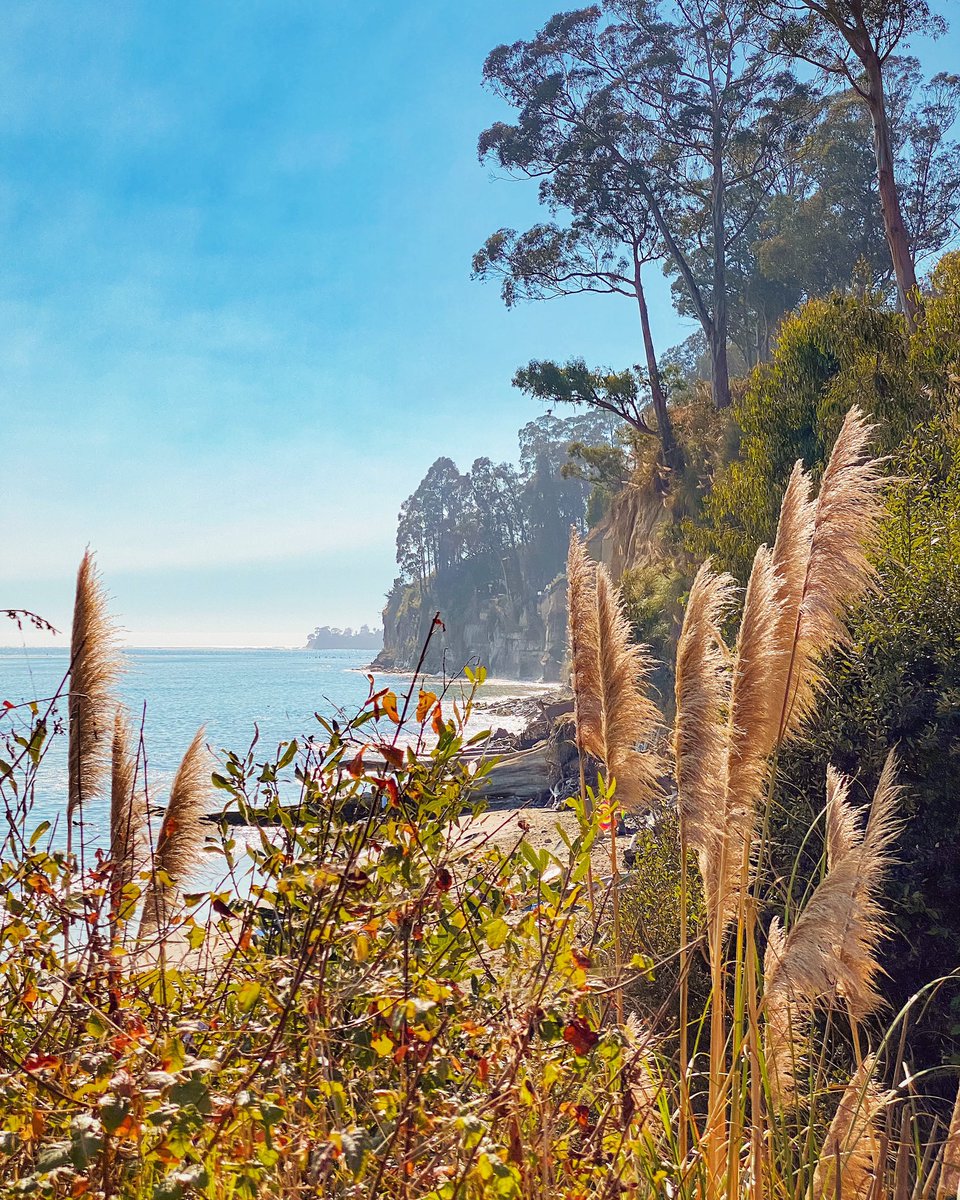 Such a stunning day today! 🏖🌾☀️🌊⁣
⁣
#capitola #newbrightonstatebeach #pampasgrass #santacruz