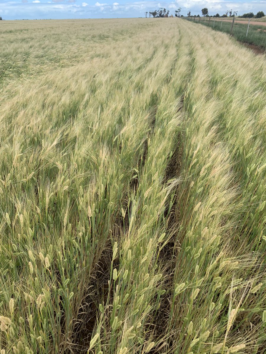 Some good falls over SA in the past 36 hours. 20mm between Mallala and Balak of which was well received after a couple of 30 degree days prior. Various growth stage of which just caught the #lentils in time of earlier hurricane v hallmark (some multiple seeds per pod on fill)