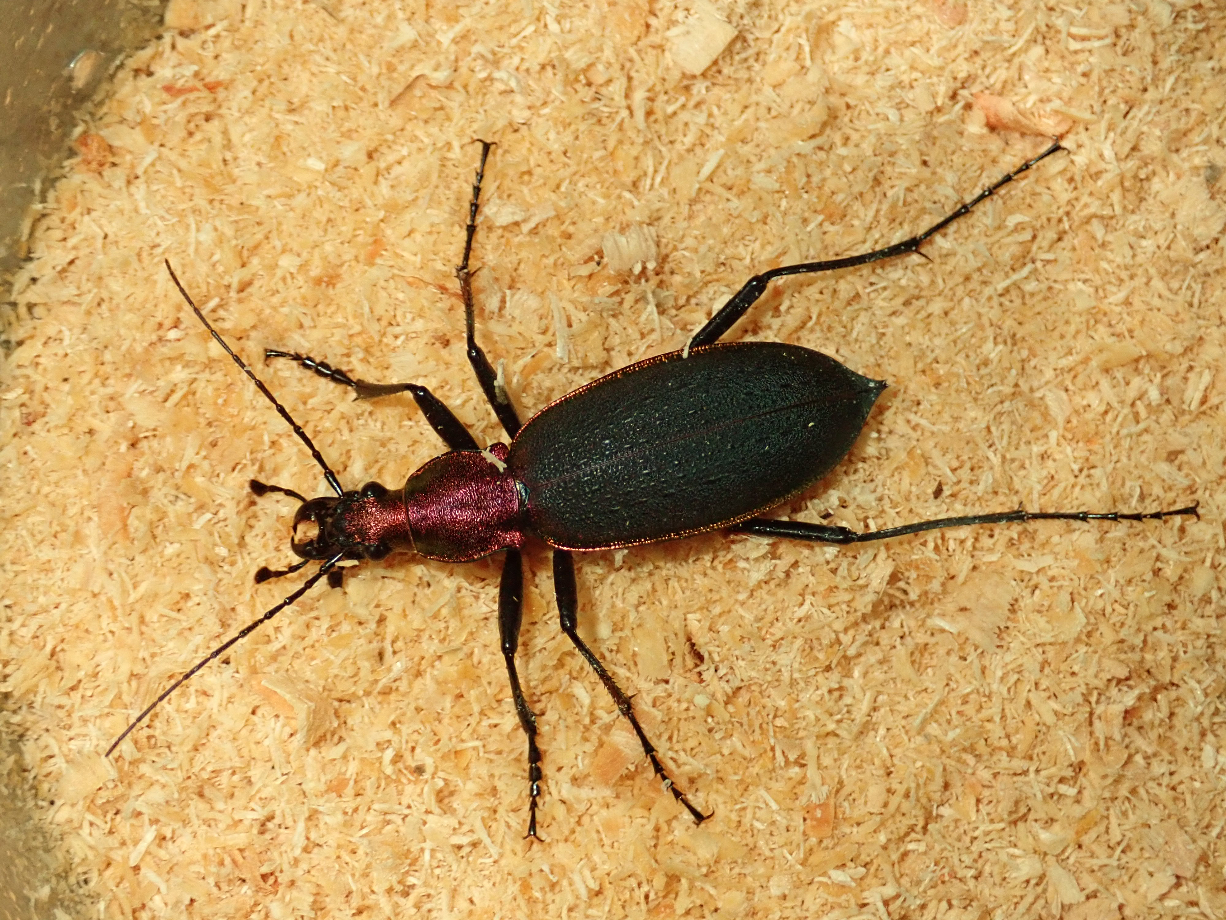 Amazon.co.jp: 北海道オオルリオサムシ4頭セット 標本 昆虫