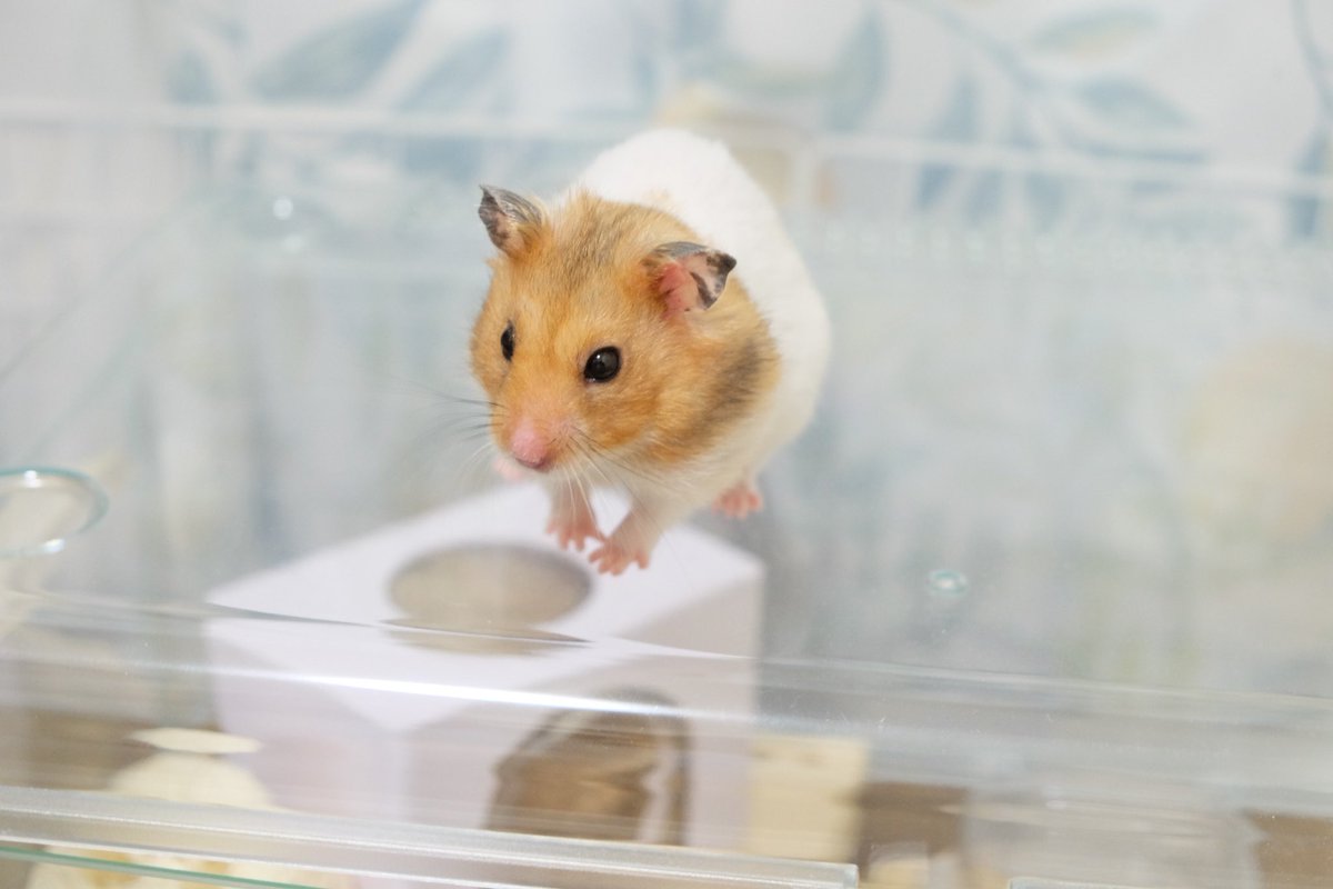 野良ハムスター