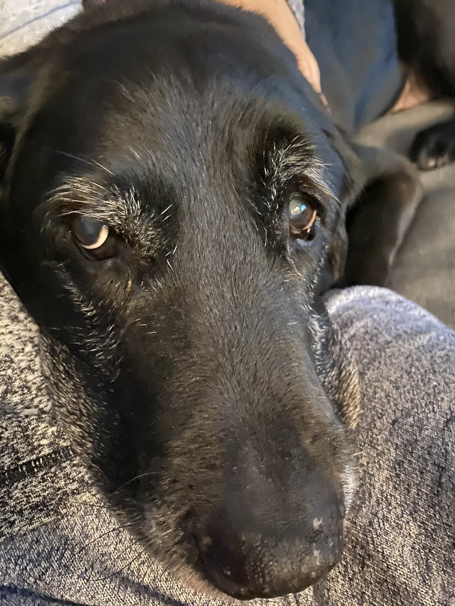 chicken and dog seizures