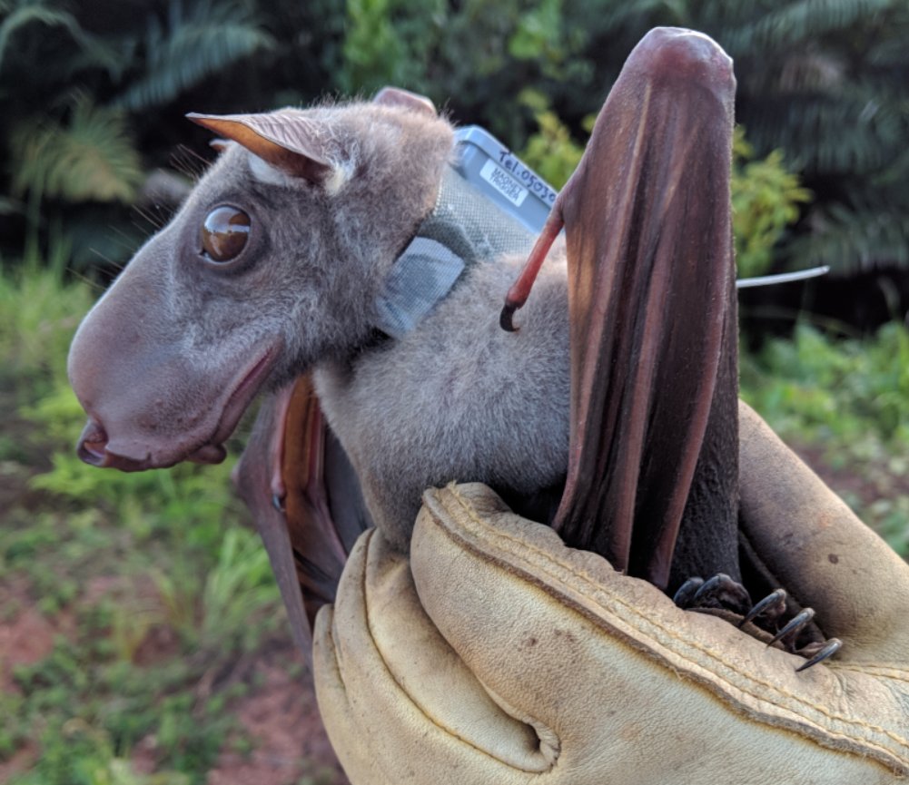 Bat Number Four is the hammer-headed bat (Hypsignathus monstrosus). This one is a male, which you can tell by his honking (literally) snout.Having such a big head helps them honk louder when they line up w the other boys, in a giant-sing-off called a 'lek', to impress lady bats