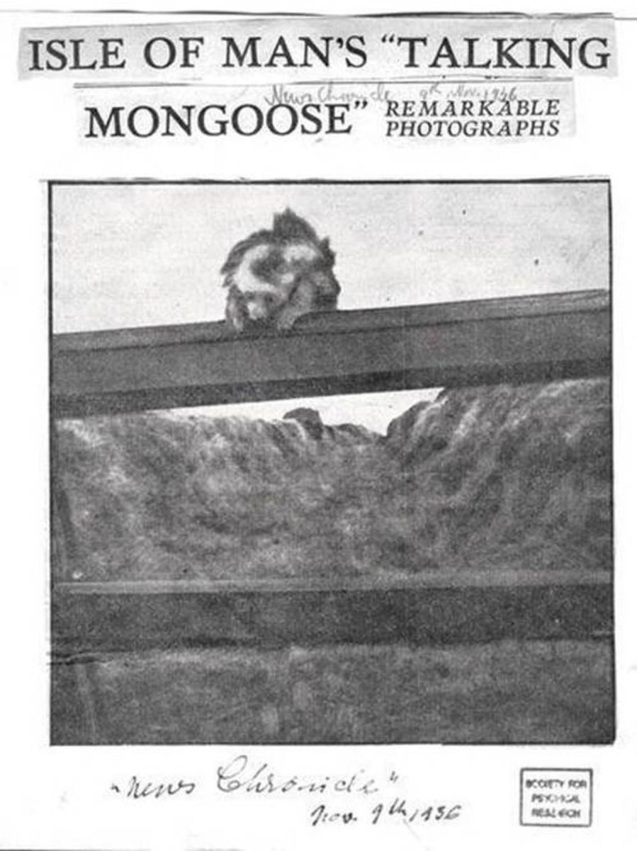 conspirasaywhat's tweet image. It&apos;s Gef! This is one of the photos the daughter claimed to have taken of him. Is it him??

#gefthetalkingmongoose #gef #cryptids #urbanlegends #podcast #ConspiracyTheories