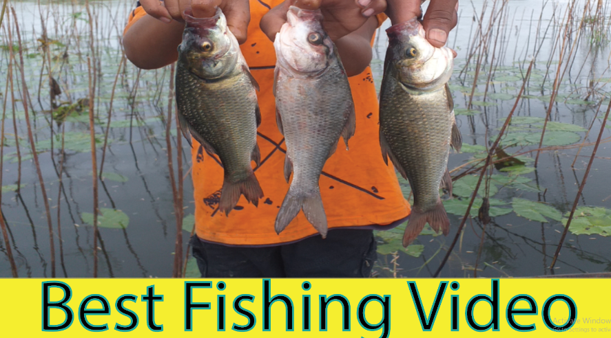 best Fishing Video Catching in River/// গ্রামে বর্ষাকালে পারন দিয়ে মাছ ধ... youtu.be/K-grYpA5Dec via <a href="/YouTube/">YouTube</a>