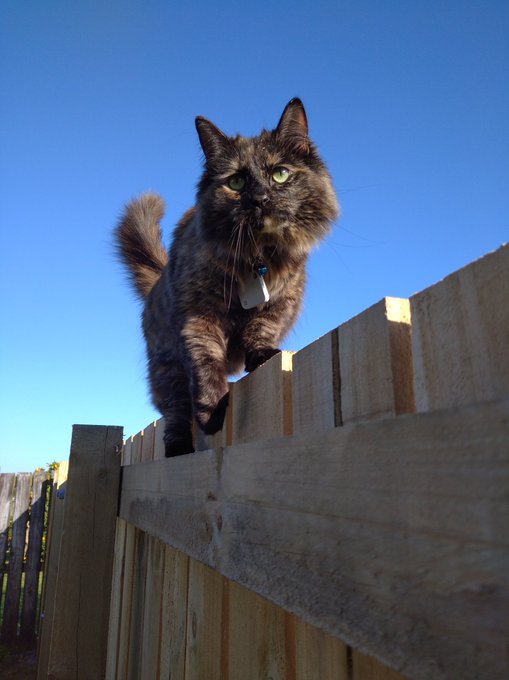 angel baby adventure cat https://t.co/1JOlq05ZhY