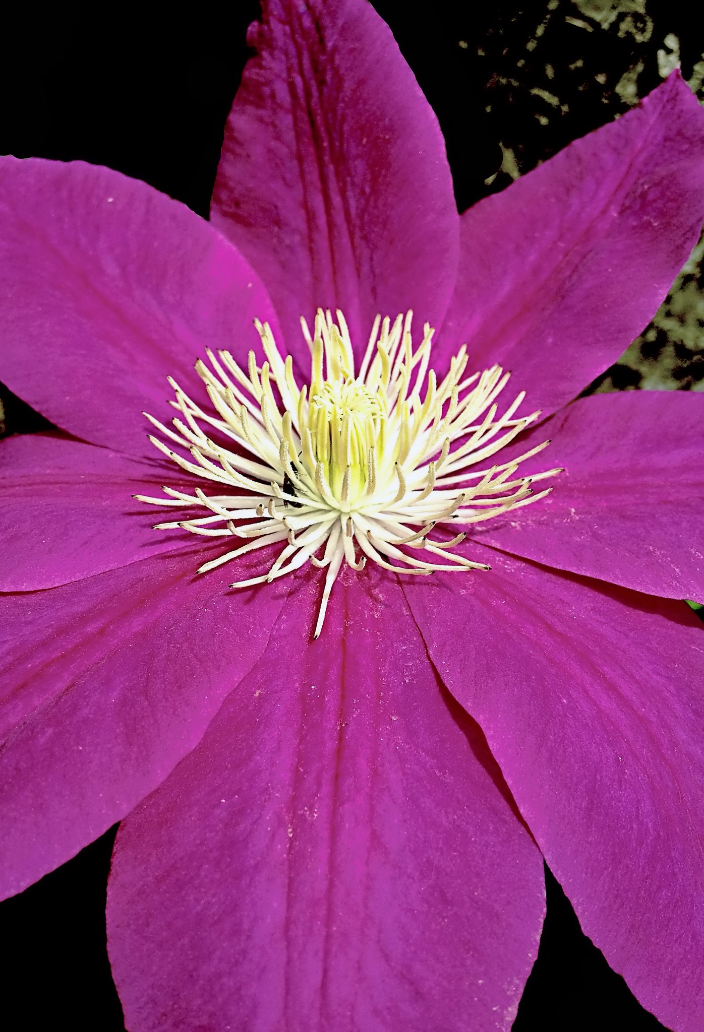 寫眞家 千田 愼二 Official クレマチス Clematis テッセン の花 クレマチスにとっても10月は快適な季節です ８月に剪定した枝に今年３回目の花が咲きます 花は小さめでも冴えた美しい色です 夏の間休眠していたシルホサなども葉を出しはじめ 花の