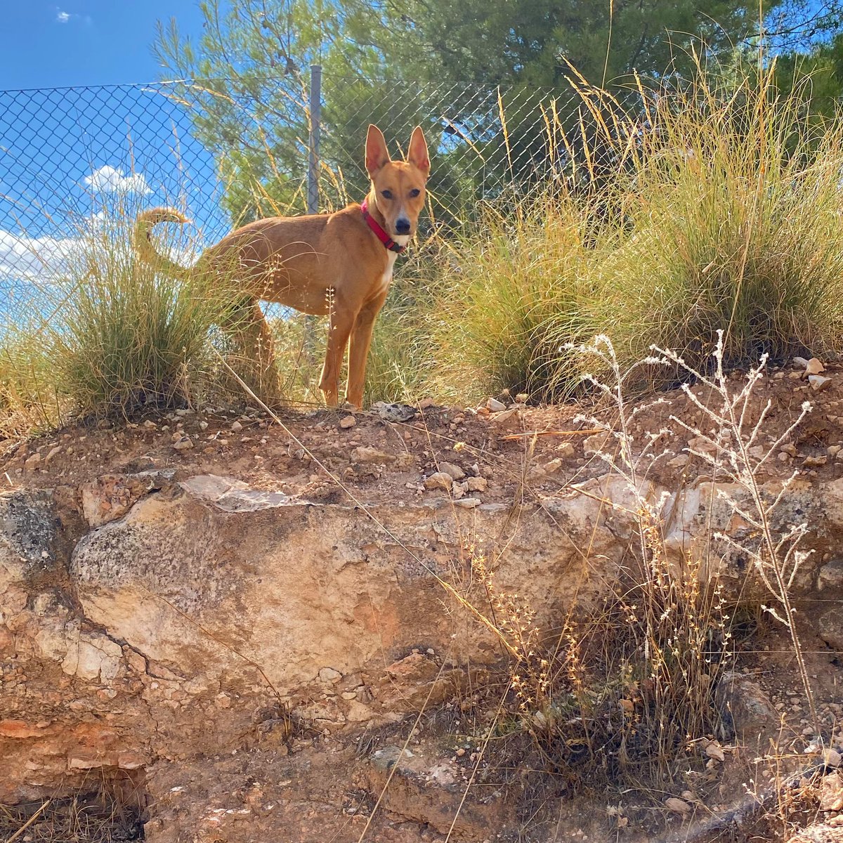 fundarcanoe's tweet photo. #leonoe ... ya  no eres el mismo de ayer.. ahora juegas.. te vas acercando poco a poco a los #humanos y por fin eres #feliz . Solo necesitas la familia adecuada y eso si ...vivir con muchos perros más!!! 🐾🙏🏿💝 #enadopcion #podenco @fundarcanoe @comunidadmadrid  @medioambientecm https://t.co/Oebbk9lwe7