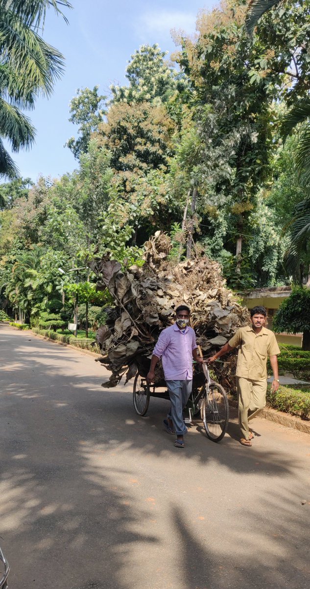 SKunchitiga's tweet photo. Bicycles are used for Green waste management produced by Campus at Siddaganga Institute of Technology Tumakuru #Initiative #sustainability #Tumakuru #cycles4change #cycle2Freedom #restwithcycling @smartcitytumkur @ITDP @BYCS_org @DULTBangalore https://t.co/0BtknknI84