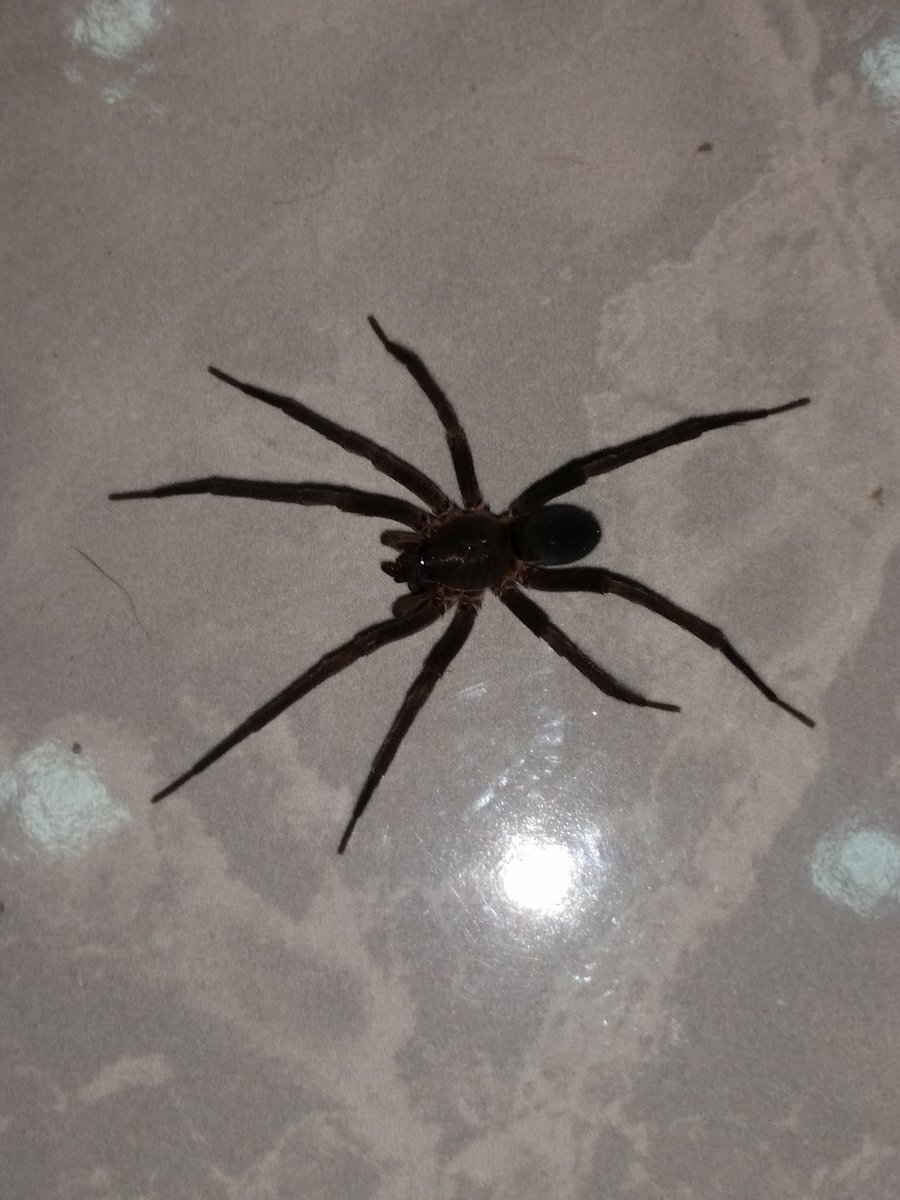 heidijgp's tweet photo. @Arachno_Cosas pues últimamente hay mucha actividad donde me encuentro. Me ayudas con esta visita? Aprox 5cm https://t.co/qq70xs4qts