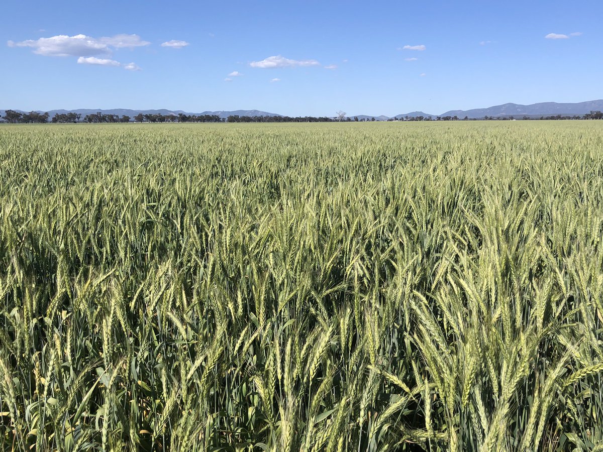 The #borlaug wheat is looking particularly dangerous...🤞🤞🤞
<a href="/SeedsRebel/">Rebel Seeds</a> <a href="/stevross001/">stephen gibson</a>
