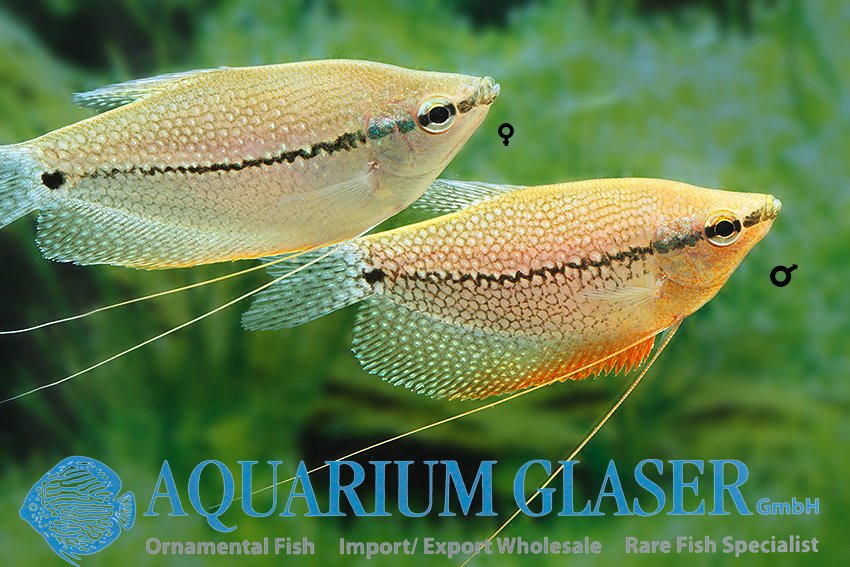 aquariumglaser's tweet photo. #trichogaster #leerii #borneo
find more details and pics @ https://t.co/kgExUnuDLM https://t.co/bUVWYeXu0O