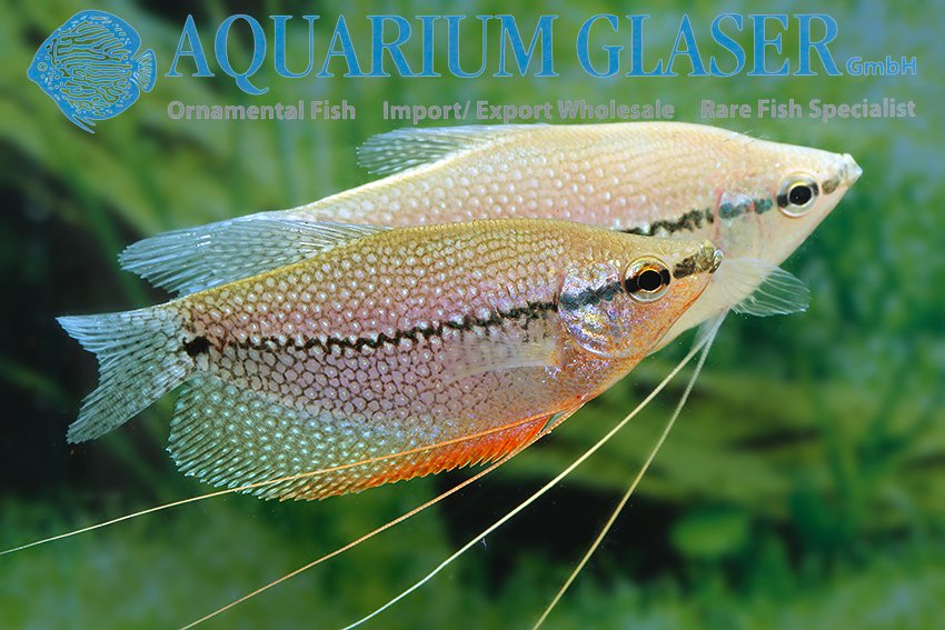 aquariumglaser's tweet photo. #trichogaster #leerii #borneo
find more details and pics @ https://t.co/kgExUnuDLM https://t.co/bUVWYeXu0O