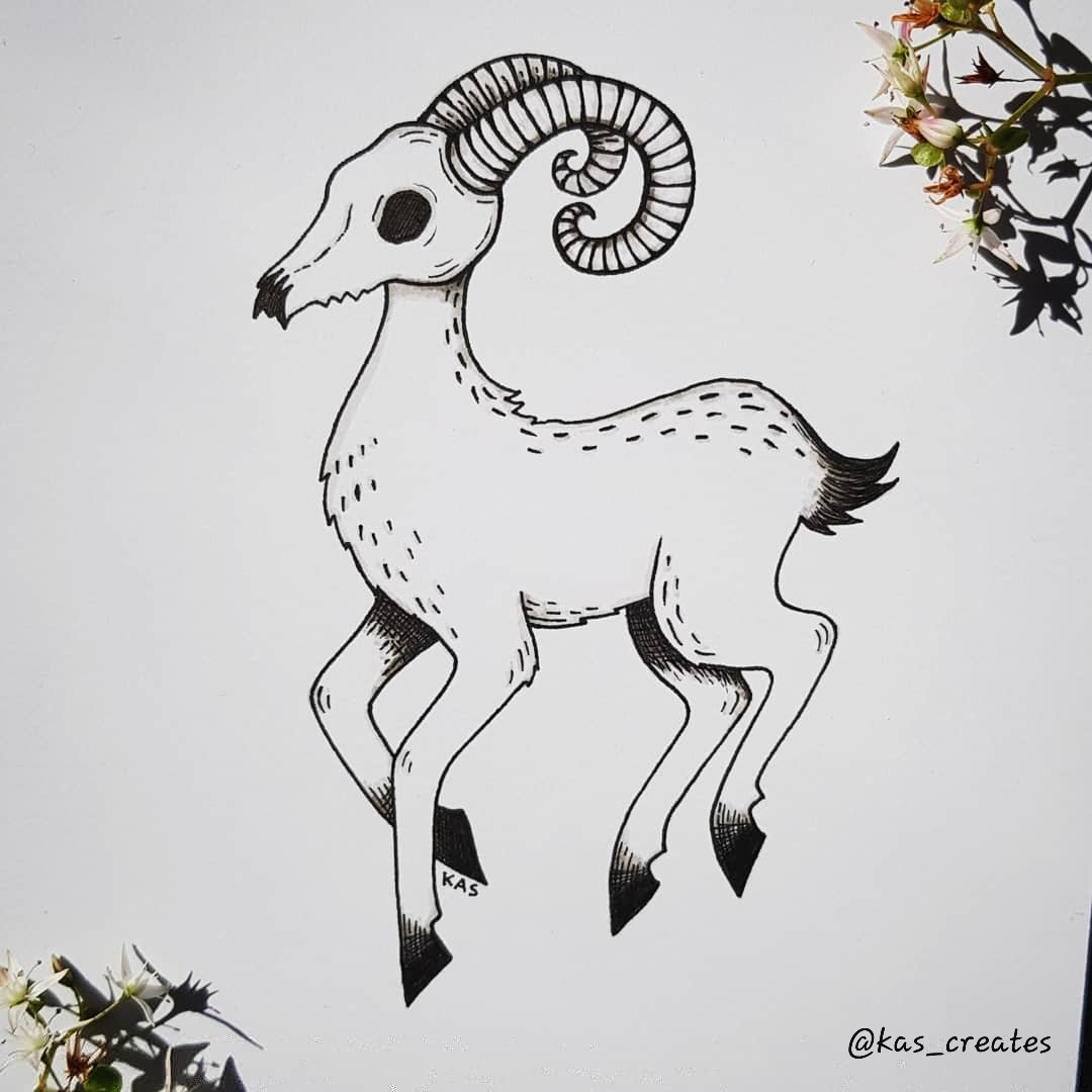 Some sort of skull~ deer~ goat~ hybrid~ I had fun with the horns on this one - definitely need to draw more horned skulls now.Drop me a  or rt this thread if you're enjoying this series!  #inktober  #inktober2020  #kastober  #skulltober  #skulls  #deer  #faun  #goat  #horns