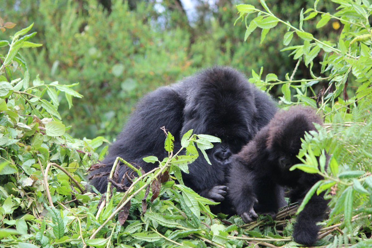 IGCP's tweet photo. Keeping a safe distance between the tourist and the mountain gorillas during treks ensures safety against avoidable transmissions in case of disease.
Take the #gorillafriendlyTM #pledge @gorillafriendly.org now and minimize the risk of disease transmission. https://t.co/QSiGUoI17E