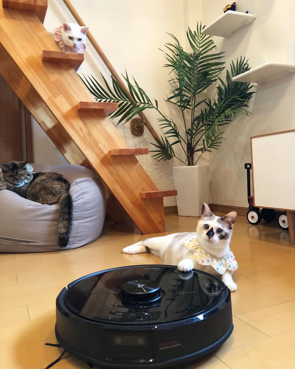 RoborockTH's tweet image. นี่เจ้าทาส ช่วยไปทำความสะอาดให้เราหน่อยสิ
Credit: @maihimemoco（IG)

#Roborock
#RoborockS6
#RoborockS5Max
#RoborockS6Pure
#RoborockS6MaxV
#RoborockThailand
#โรโบร็อค
#หุ่นยนต์ดูดฝุ่นอัจฉริยะ
#หุ่นยนต์ดูดฝุ่นถูพื้นอัจฉริยะ