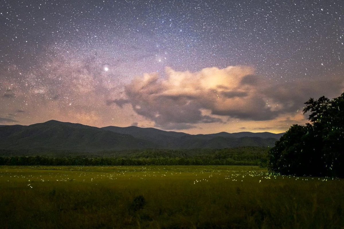 aljaparis's tweet image. Synchronized fireflies rave party at Smoky Mountains NP💫 Shot by @SkyglowProject, an ongoing crowdfunded project spanning 150,000 miles &amp;amp; 3,000,000 pictures taken of North America’s remaining magnificent night skies &amp;amp; the threat of light pollution to the fragile environment 🌌