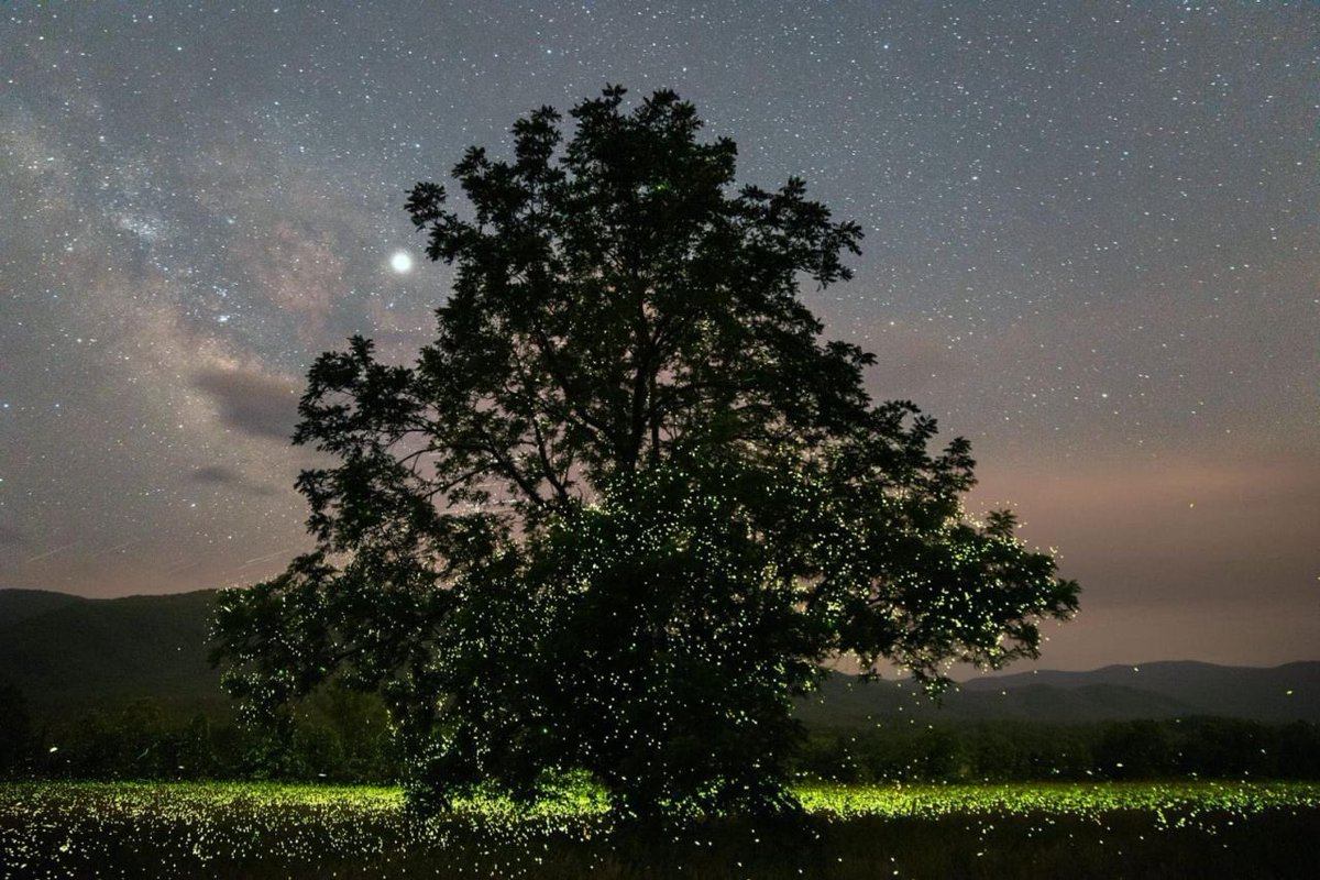Aleksandra Art 🇺🇦 (@aljaparis) on Twitter photo Synchronized fireflies rave party at Smoky Mountains NP💫 Shot by <a href="/SkyglowProject/">Harun Mehmedinovic</a>, an ongoing crowdfunded project spanning 150,000 miles & 3,000,000 pictures taken of North America’s remaining magnificent night skies & the threat of light pollution to the fragile environment 🌌 Synchronized fireflies rave party at Smoky Mountains NP💫 Shot by <a href="/SkyglowProject/">Harun Mehmedinovic</a>, an ongoing crowdfunded project spanning 150,000 miles & 3,000,000 pictures taken of North America’s remaining magnificent night skies & the threat of light pollution to the fragile environment 🌌