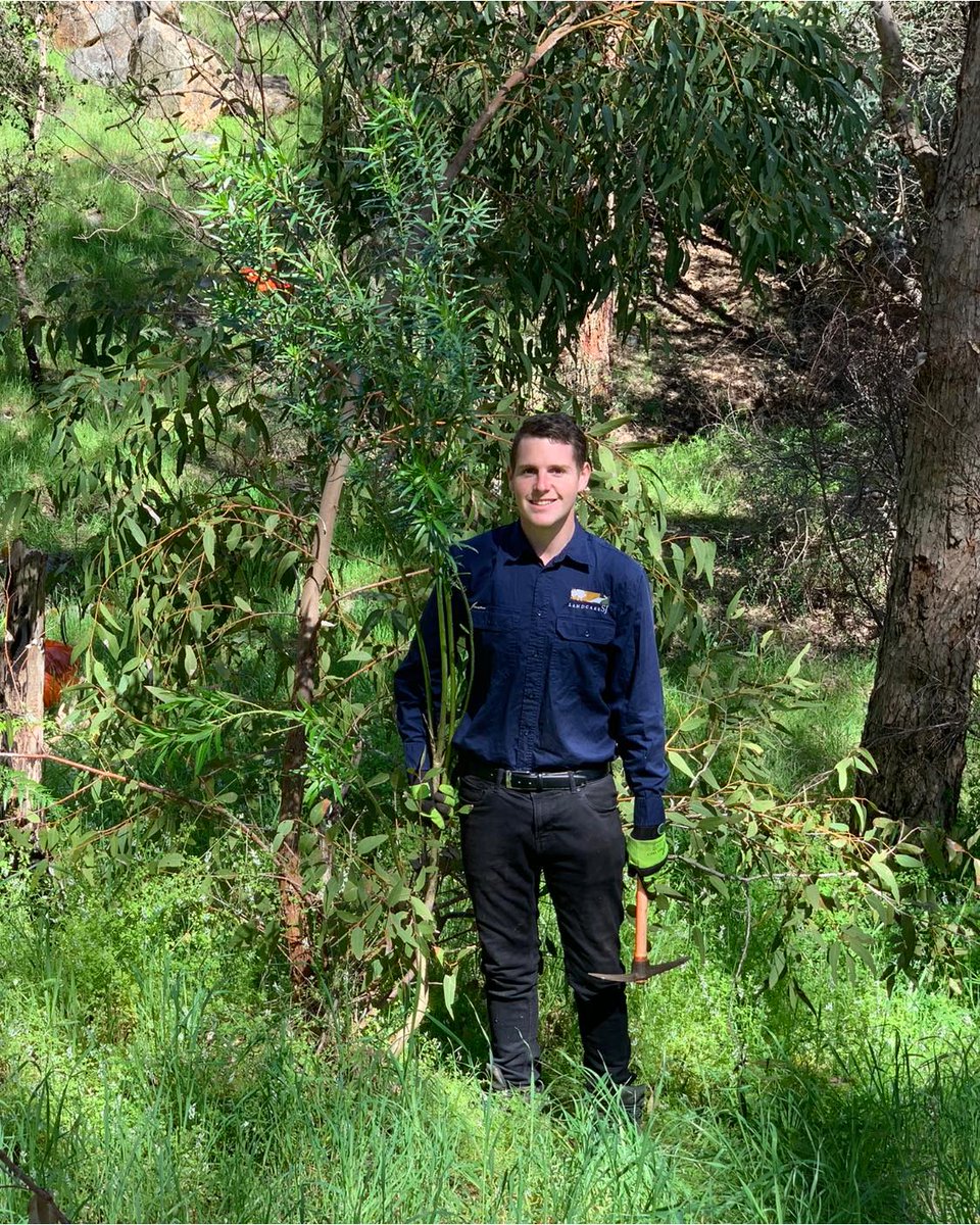 Whilst returning to one of our early National Tree Day sites in Jarradale - Korribingal Brook. We carried out manual weed removal of small groups of Cotton Bush. This one seems to be one of the largest ones that we have removed. Towering over Reece, who is 6ft tall!

#landcareSJ