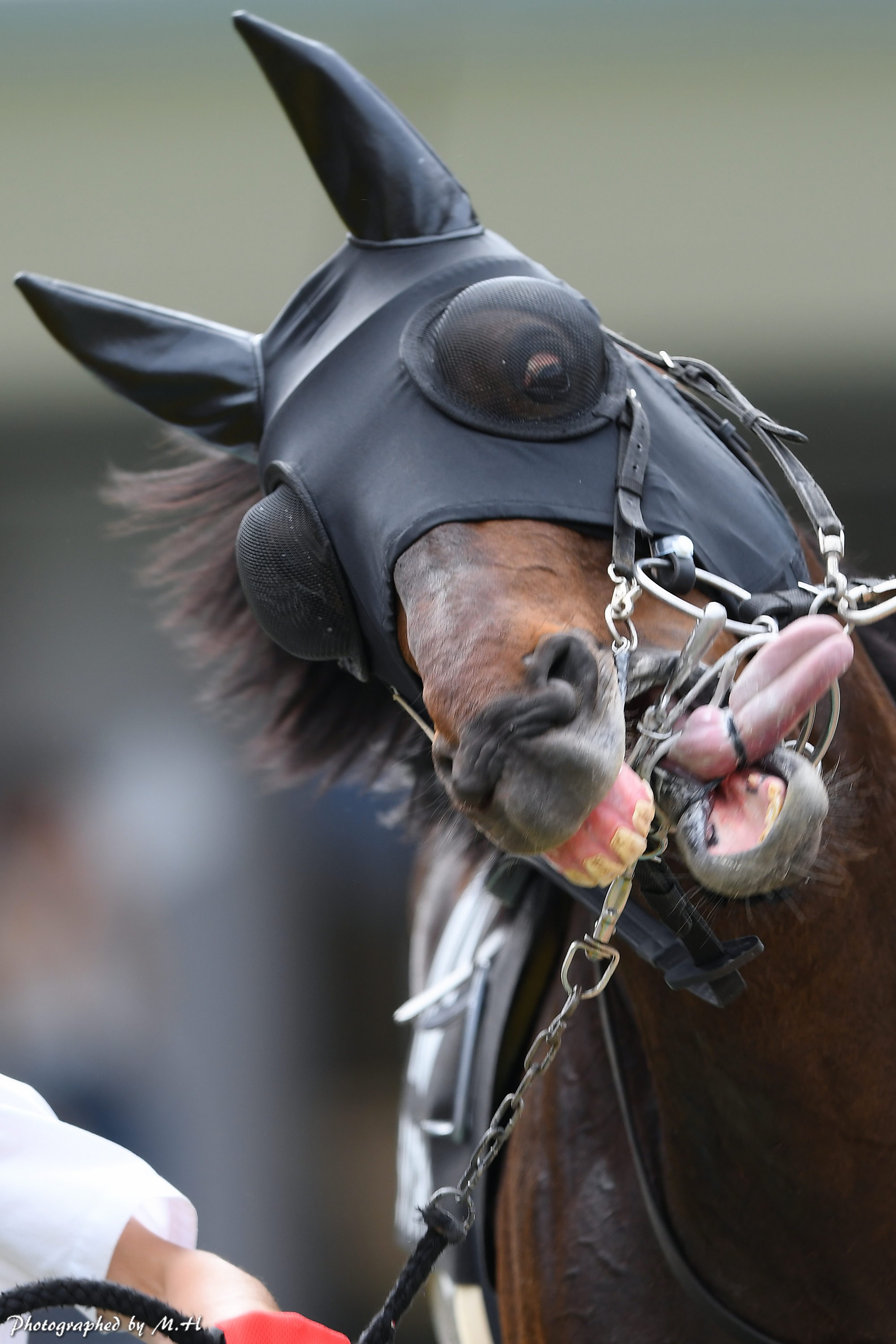 Horse Memorys 東京で８勝ダイワキャグニーせん馬で復帰 毎日王冠 T Co Mozwqegwxp 前走13度目の重賞挑戦で初重賞勝ちしてセン馬になって帰ってくるダイワキャグニー T Co Lix0a1nghy Twitter