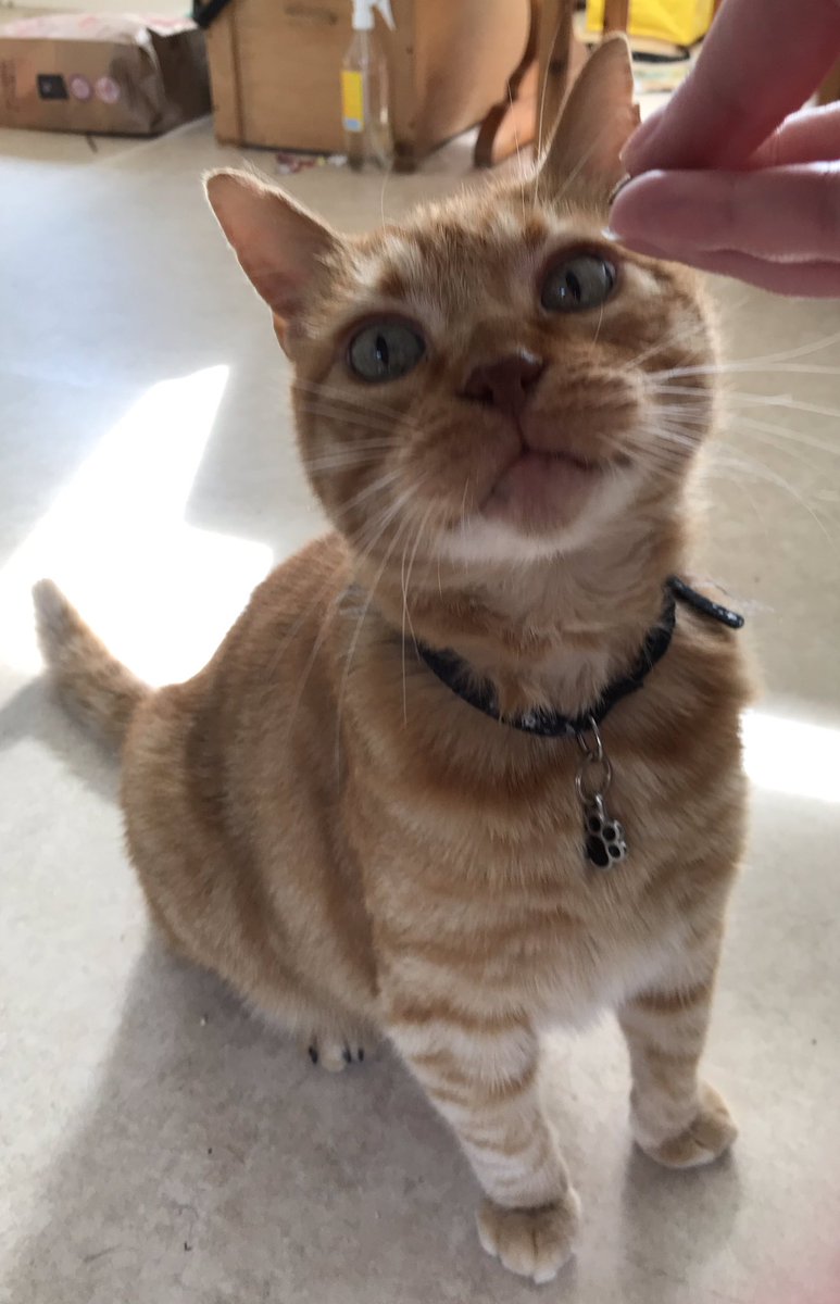 quoting_mungo's tweet photo. Boyo is wearing his new cleats ❤️
If I ever doubted that the #SoftClaws application process was non-traumatic for the cat, the fact that he only started grumbling when I got to the last 2 claws, when he’s an unapologetic biter, would convince me. https://t.co/A6694WBtO5