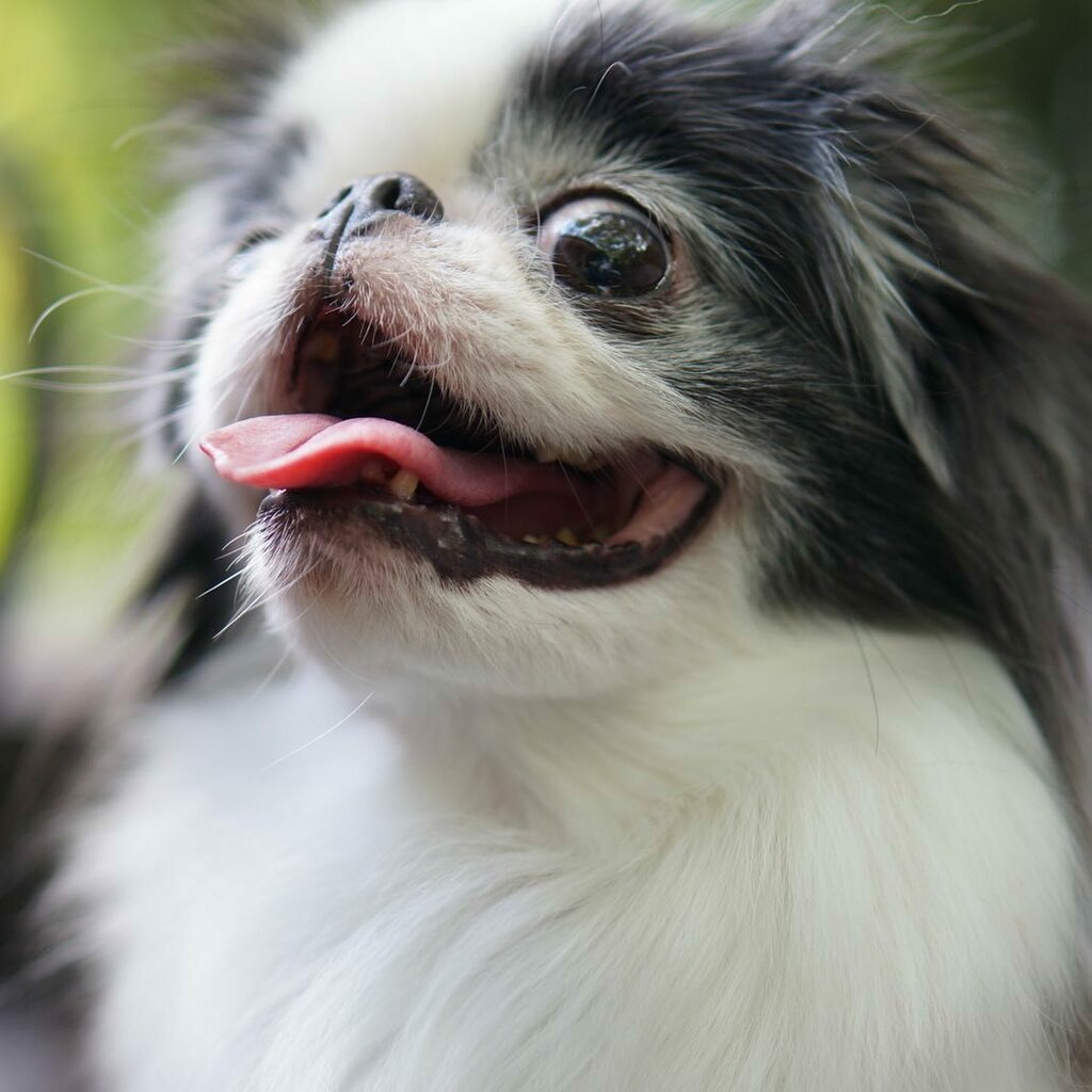 食いしん坊犬 食いしん坊犬