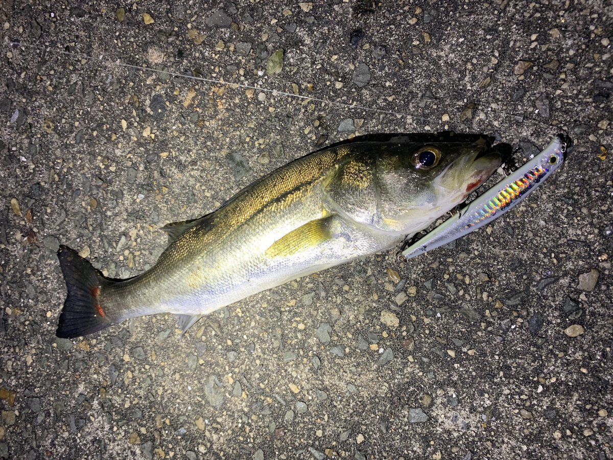 愛知県まめごまシーバス釣り ルアー 夕方めっちゃ風が強くてやりにくかった いろいろルアー投げたけど バラシ2回の後にどうしても釣りたくてエリテンに交換 やはり釣れる 他のルアーで釣らないと 30センチちょい 衣浦 シーバス シーバス 愛知県まめごまシーバス釣り ルアー 夕方めっちゃ風が強くてやりにくかった いろいろルアー投げたけど バラシ2回の後にどうしても釣りたくてエリテンに交換 やはり釣れる 他のルアーで釣らないと 30センチちょい 衣浦 シーバス シーバス